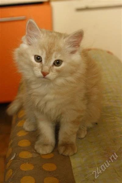 Лот: 2819558. Фото: 1. Рыжая игривая кошечка 2 месяца... Кошки, котята