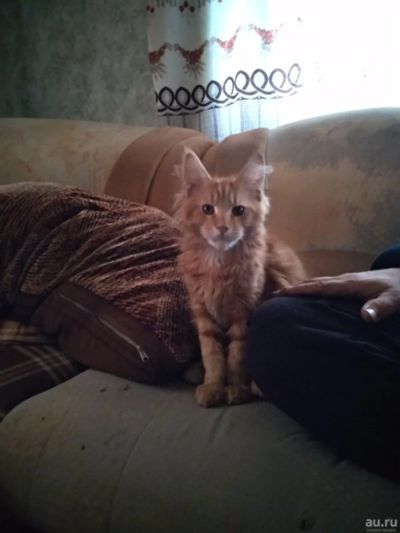 Лот: 14568224. Фото: 1. Рыжий Мейнкун ищит хозяев. Кошки, котята