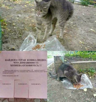 Лот: 9808490. Фото: 1. найдена кошечка, хозяин где ты. Кошки, котята