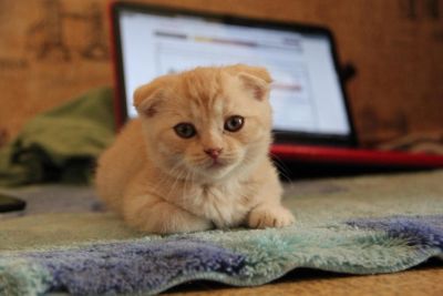 Лот: 4302728. Фото: 1. Шотландский вислоухий котёнок... Кошки, котята