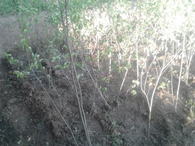 Лот: 25407313. Фото: 1. Саженцы ирги со своего участка. Ягоды