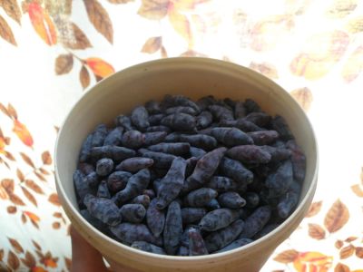 Лот: 9858027. Фото: 1. Жимолость только с куста. Ягоды, орехи