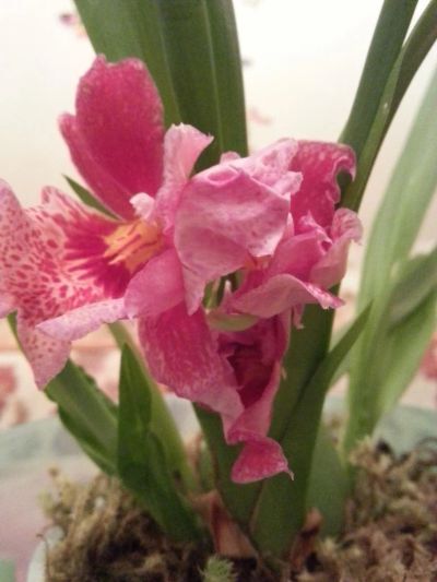 Лот: 5736104. Фото: 1. Орхидея Камбрия. Горшечные растения и комнатные цветы
