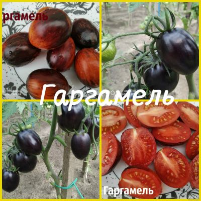 Лот: 15343399. Фото: 1. семена томата Гаргамель (Gargamel... Овощи