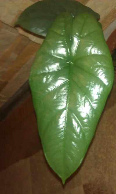Лот: 6442777. Фото: 1. Alocasia /Corazon/. Горшечные растения и комнатные цветы