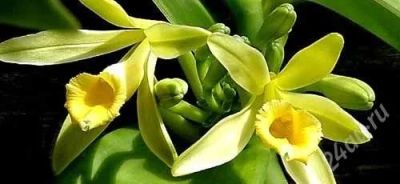 Лот: 2024452. Фото: 1. орхидея ваниль вариегатная (только... Горшечные растения и комнатные цветы