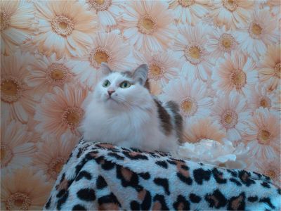 Лот: 7879521. Фото: 1. Шикарная Кошка, Стерилизована... Кошки, котята