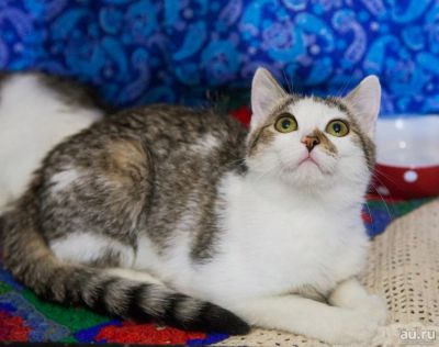 Лот: 9103064. Фото: 1. Котик Матвей, 10 мес. Кошки, котята