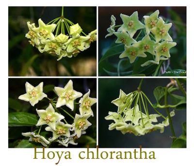 Лот: 7252484. Фото: 1. Хойя Хлоранта (Hoya Chloranthae... Горшечные растения и комнатные цветы