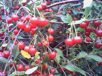 Лот: 1985524. Фото: 1. Вишня на длинной ножке 3 литра. Овощи, фрукты, зелень