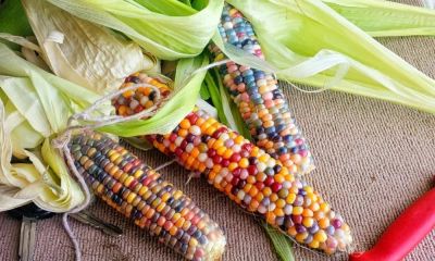 Лот: 15832489. Фото: 1. куплю семена разноцветной кукурузы. Другое (семена, рассада, садовые растения)