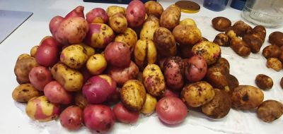 Лот: 25760924. Фото: 1. Мелкий элитный картофель. Другое (продукты)