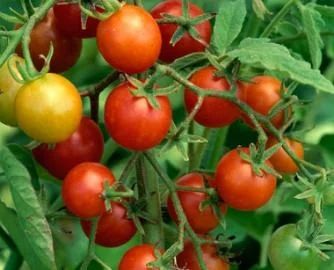 Лот: 9017967. Фото: 1. Рассада томатов черри Сладкая... Овощи