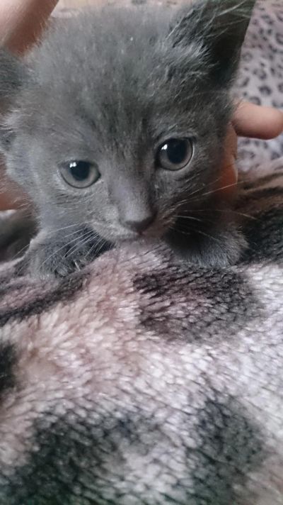 Лот: 8522070. Фото: 1. Отдам котят. Кошки, котята
