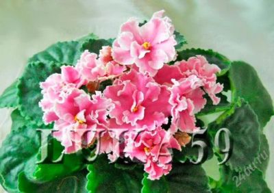 Лот: 2272519. Фото: 1. Детка сенполии Ness' Forever Pink. Горшечные растения и комнатные цветы
