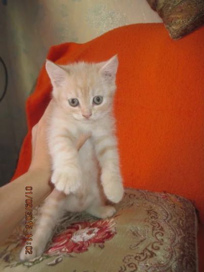 Лот: 6007801. Фото: 1. котенок. Кошки, котята