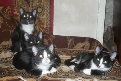 Лот: 266390. Фото: 1. отдам котят ( КОТЫ ) в хорошие... Остальные животные