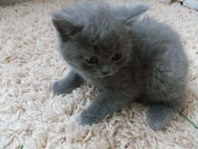 Лот: 4277236. Фото: 1. Британский котёнок 1 месяц девочка... Кошки, котята