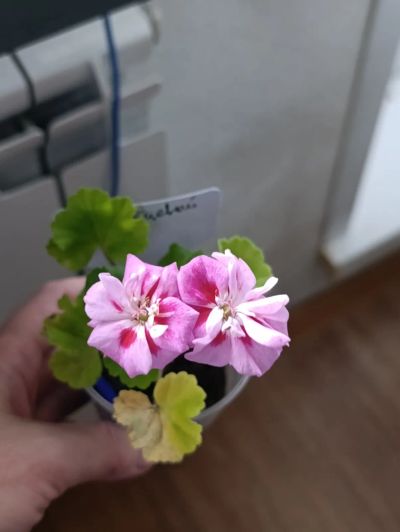 Лот: 25777715. Фото: 1. Укоренённые черенки сортовых пеларгоний. Горшечные растения и комнатные цветы