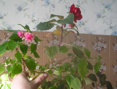 Лот: 9386773. Фото: 1. цветы комнатные бальзамин махровый. Горшечные растения и комнатные цветы