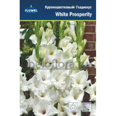 Лот: 15876722. Фото: 1. Гладиолус White Prosperity, 1... Садовые цветы