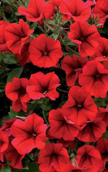 Лот: 5290347. Фото: 1. Сурфиния Table Dark Red. Другое (семена, рассада, садовые растения)