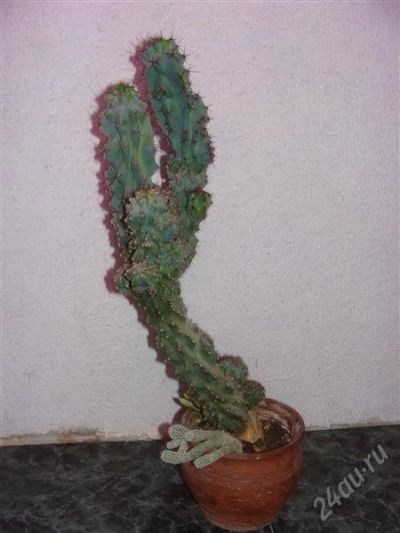 Лот: 2845013. Фото: 1. Кактус Cereus vianus monstrosus. Горшечные растения и комнатные цветы