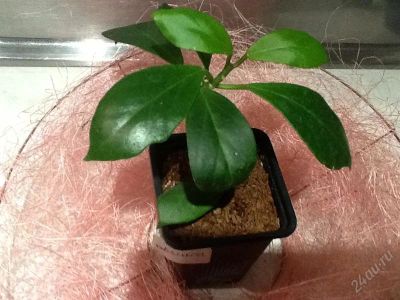 Лот: 2833641. Фото: 1. Хойя обскура. Hoya obscura. Горшечные растения и комнатные цветы