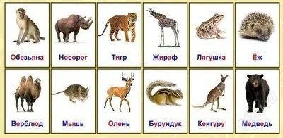 Лот: 2219503. Фото: 1. Карточки Домана, ламинированные... Развивающие