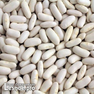 Лот: 9945324. Фото: 1. Фасоль белая «Орбит», 1 кг. Крупы, сыпучие продукты