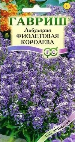Лот: 11024352. Фото: 1. Лобулярия Фиолетовая королева... Садовые цветы