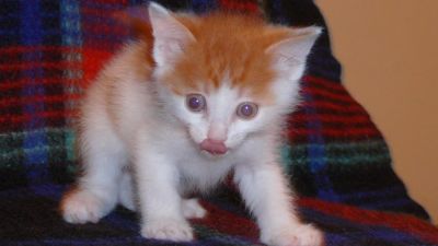 Лот: 4812622. Фото: 1. кот с бонусом. Кошки, котята