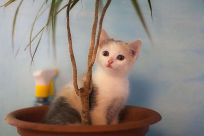 Лот: 3430596. Фото: 1. Трёхцветный котенок. Кошки, котята