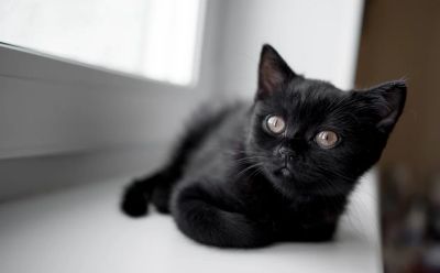 Лот: 7785752. Фото: 1. Котенок. Кошки, котята