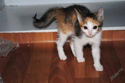 Лот: 2122901. Фото: 1. возьмите котенка. Кошки, котята