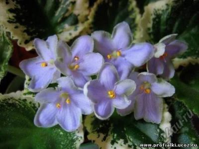Лот: 5726749. Фото: 1. фиалка Frosty Flolic(стартер). Горшечные растения и комнатные цветы