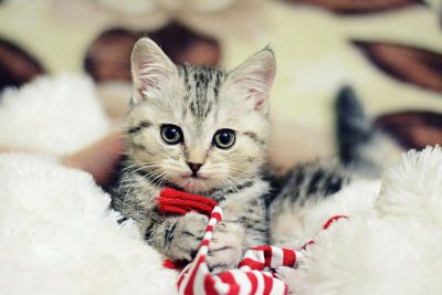 Лот: 6924280. Фото: 1. Шотландская прямоухая кошечка. Кошки, котята