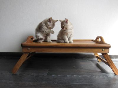 Лот: 4115859. Фото: 1. Британские короткошерстные котята. Кошки, котята