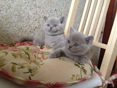 Лот: 2539239. Фото: 1. Кошечка Scottishstright. Кошки, котята