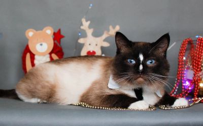 Лот: 15314473. Фото: 1. Котик Сайман в добрые руки. Кошки, котята