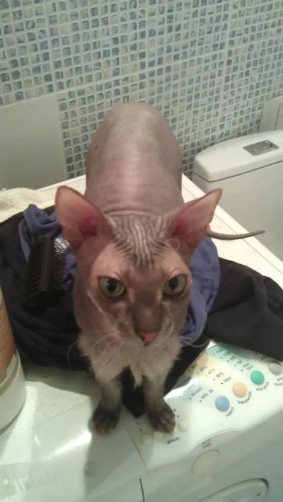 Лот: 3426977. Фото: 1. Сфинкс повторно!. Кошки, котята