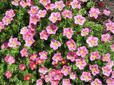 Лот: 9753863. Фото: 1. Камнеломка Арендса (Saxifraga... Садовые цветы