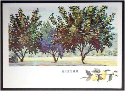 Лот: 7687054. Фото: 1. Открытка Богачев. Русский лес... Открытки, конверты
