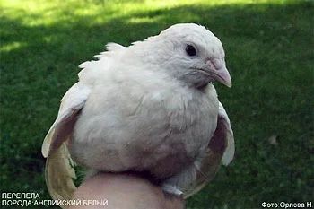 Лот: 7124947. Фото: 1. Техасский перепел. Птицы
