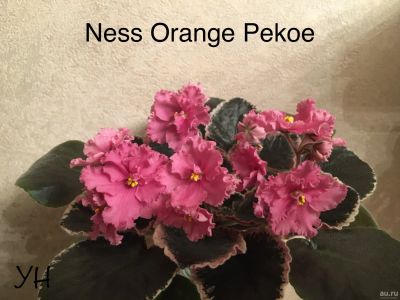 Лот: 15434342. Фото: 1. Фиалка Ness Orange Pekoe (лист... Горшечные растения и комнатные цветы
