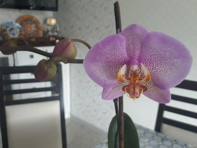Лот: 13841388. Фото: 1. Орхидея фаленопсис пестролистный. Горшечные растения и комнатные цветы