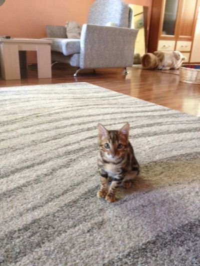 Лот: 7932930. Фото: 1. Котенка бенгала девочка. Кошки, котята