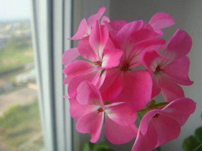 Лот: 4239379. Фото: 1. Пеларгония зональная Horizon Lavender... Горшечные растения и комнатные цветы