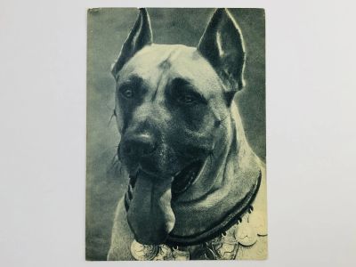 Лот: 23296540. Фото: 1. Дог. Открытка. 1969. Открытки, конверты