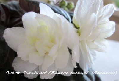 Лот: 13566485. Фото: 1. "Warm Sunshine (Вом Саншайн... Горшечные растения и комнатные цветы